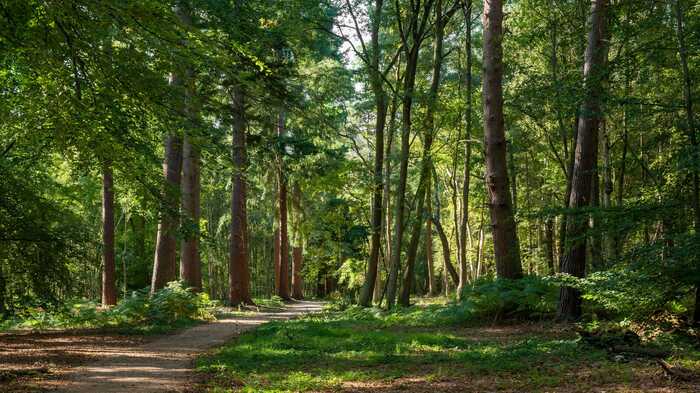 woodland scene